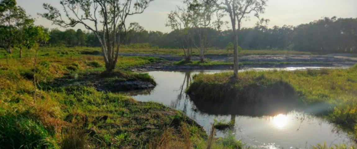 Abattoir Swamp